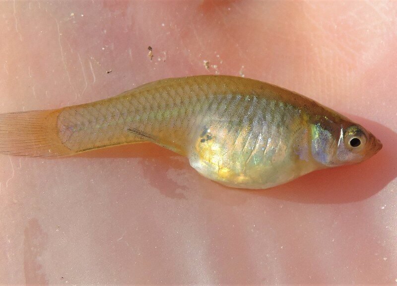 Gambusie pour bassin