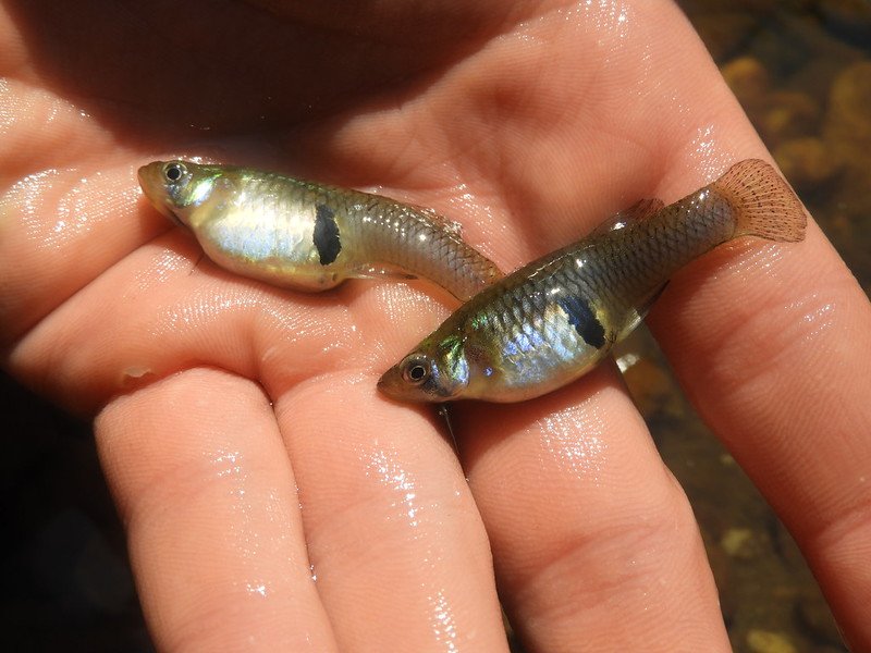 Gambusia Holbrooki