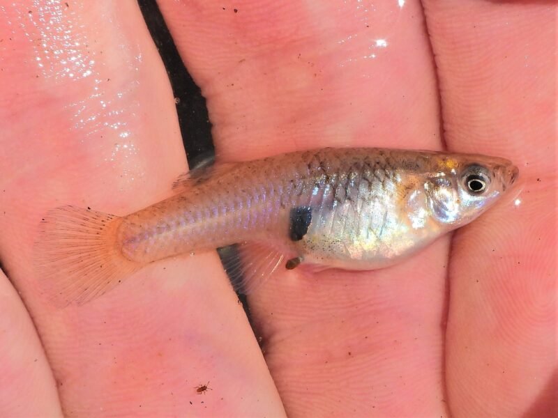 Gambusia Holbrooki