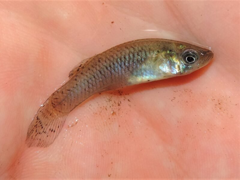 Gambusies poissons anti moustique pour bassin