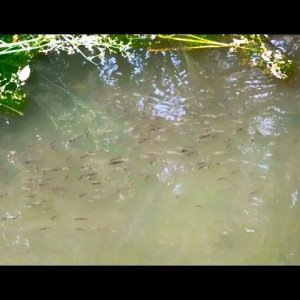 Moustico fish / poisson anti-moustique pour bassin