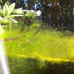 Guppy anti moustique d'extérieur toute l'année
