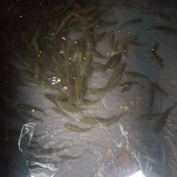 Guppy sauvage pour bassin extérieur