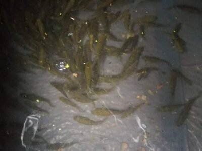 Moustico fish / poisson anti-moustique pour bassin