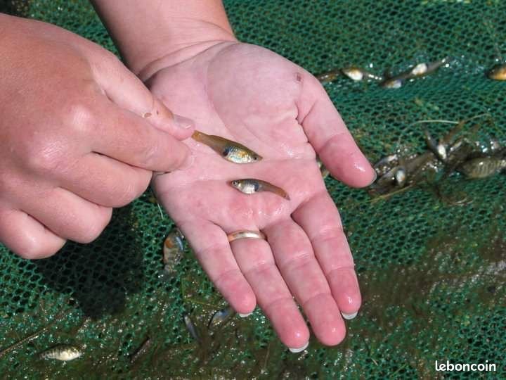 Poisson mangeur de larve de moustique / poisson anti larve de moustique