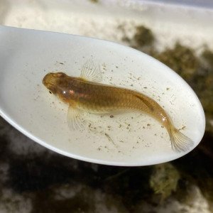 Poisson mangeur de larve de moustique / poisson anti larve de moustique