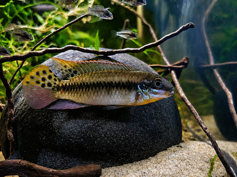 Enigmatochromis lucanusi F1