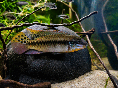 Enigmatochromis lucanusi F1