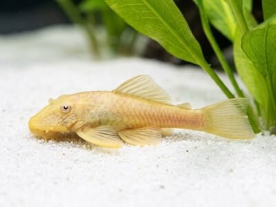 Ancistrus Gold taille 6-7 cm environ