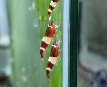 Caridina red wine