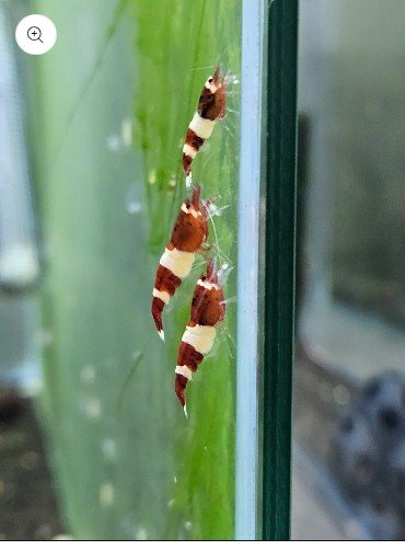 Caridina red wine