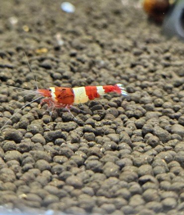 Caridina red wine