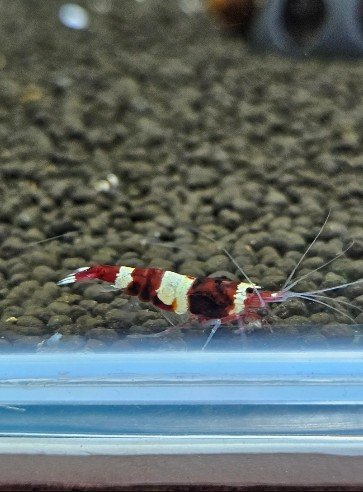 Caridina red wine