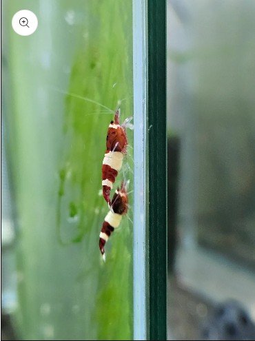 Caridina red wine