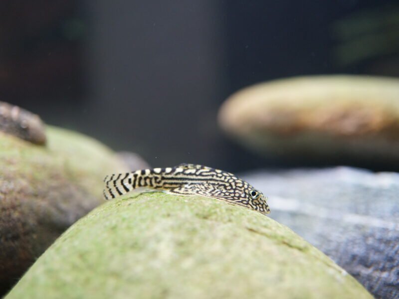 Sewellia