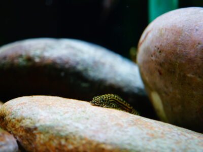 Sewellia