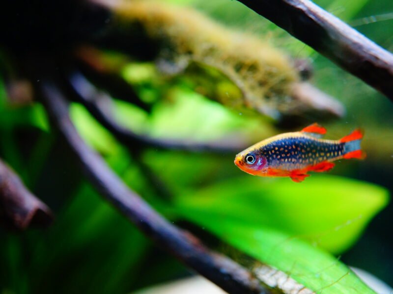 Danio
