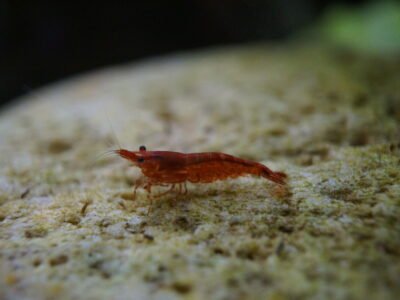 crevette
