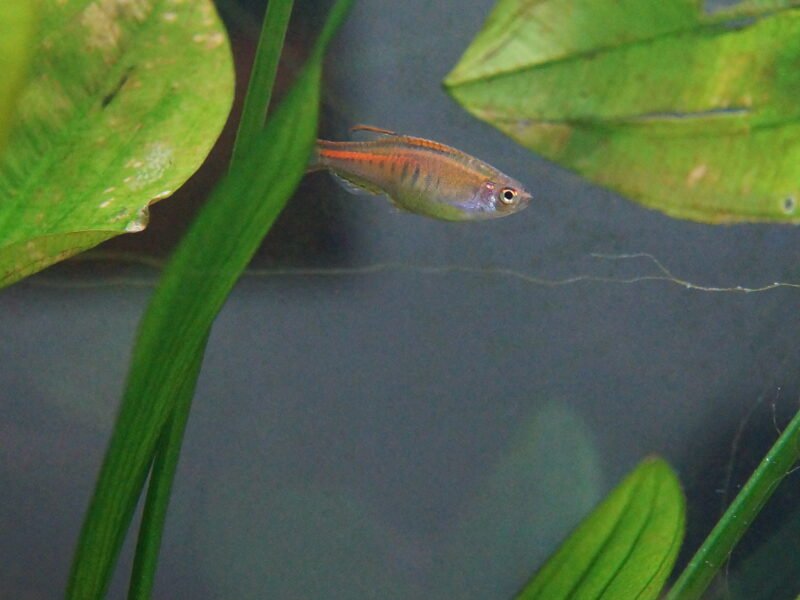 Danio