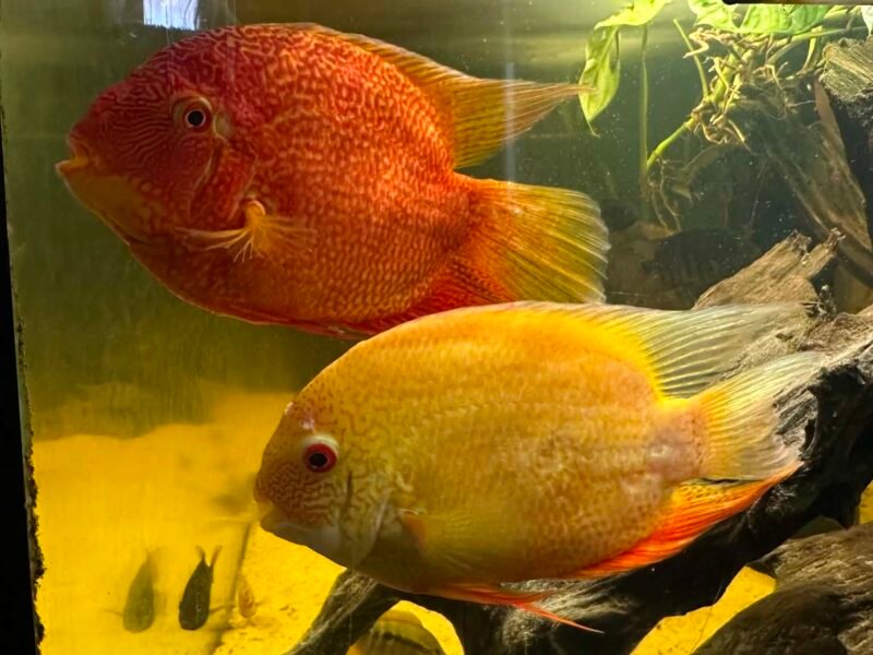 Héros severum