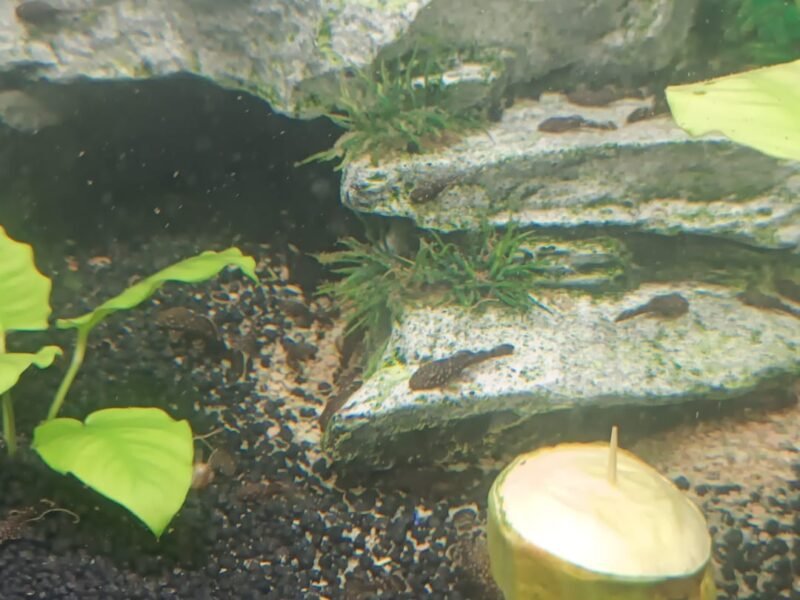 Ancitrus