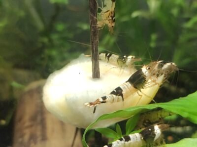 caridina Crystal Black