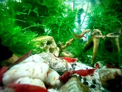 Crevettes neocaridina davidi red cherry promo