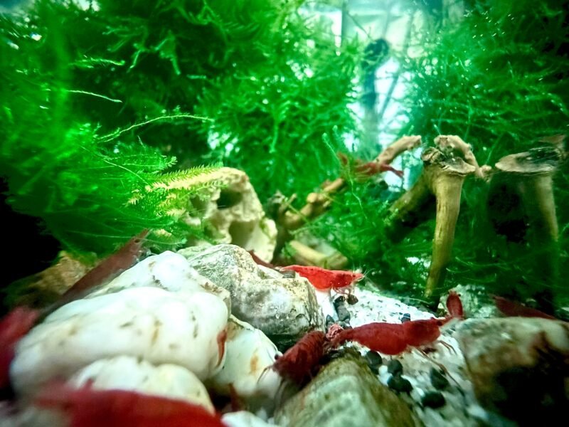 Crevettes neocaridina davidi red cherry promo