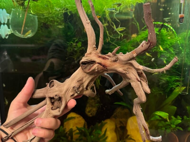 Spyder wood