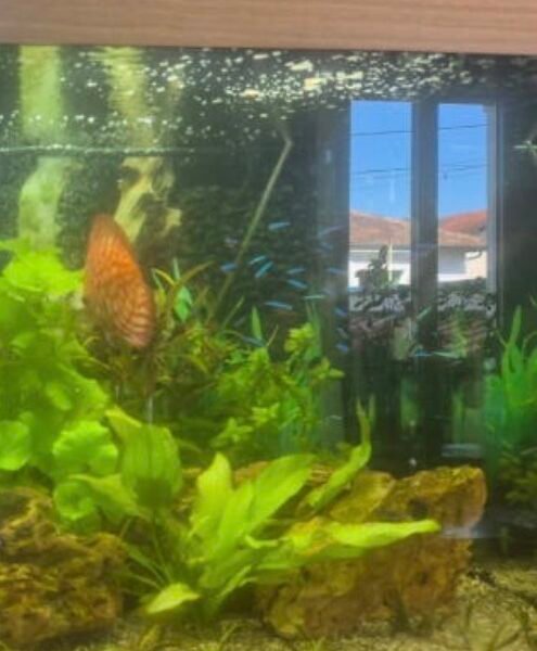 Discus