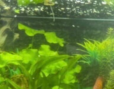 Discus