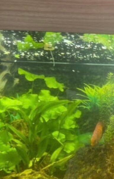 Discus