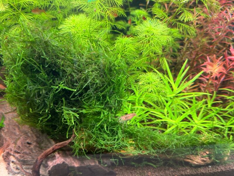 Aquarium Nano Cube Dennerle 60L