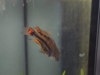Vends apistogrammas cacatuoïdes double red