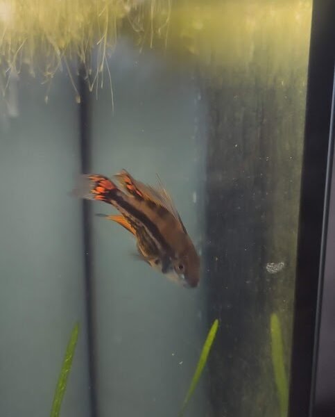 Vends apistogrammas cacatuoïdes double red