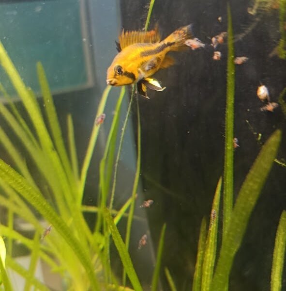 Vends apistogrammas cacatuoïdes double red