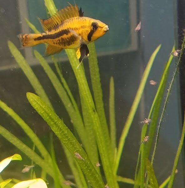 Vends apistogrammas cacatuoïdes double red
