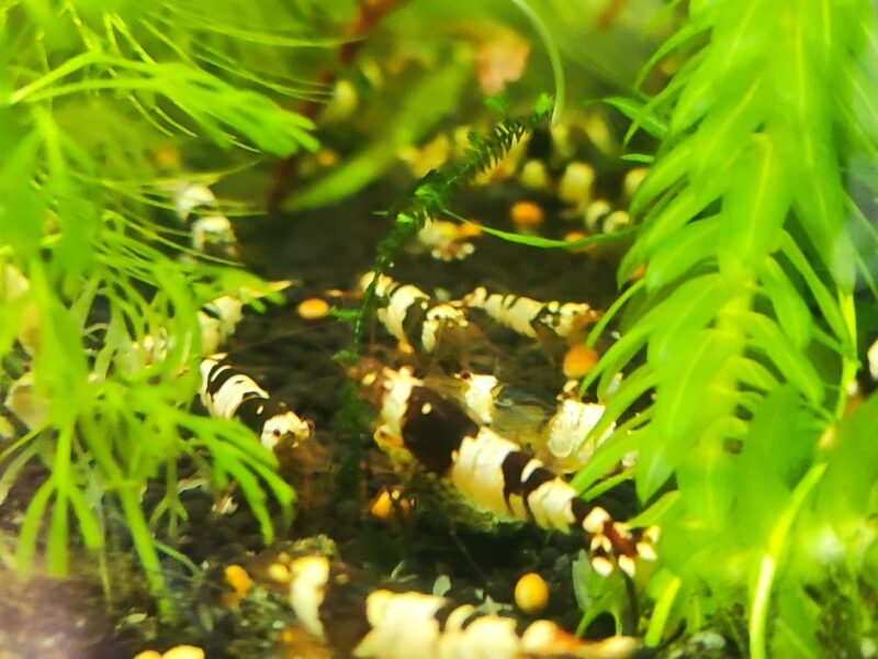 caridina Crystal Black