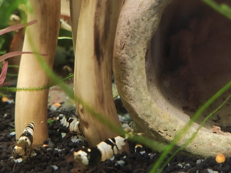 caridina Crystal Black
