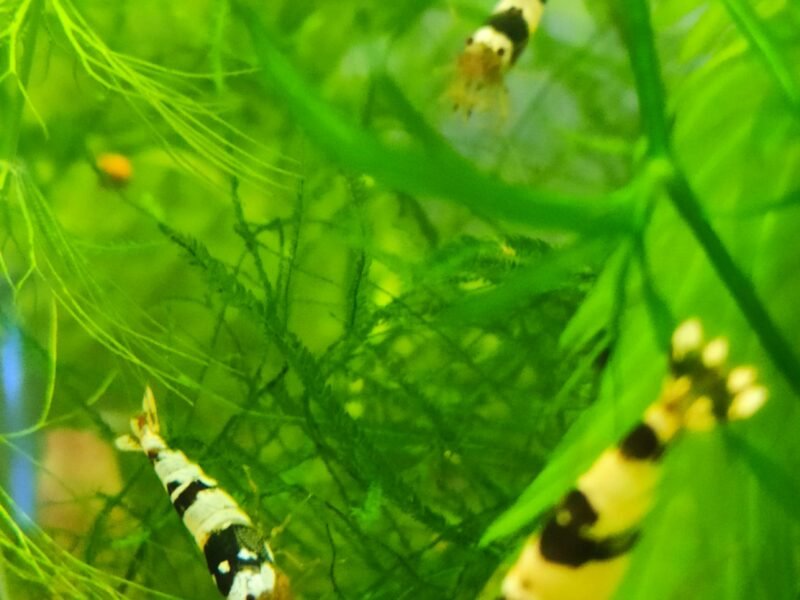 caridina Crystal Black