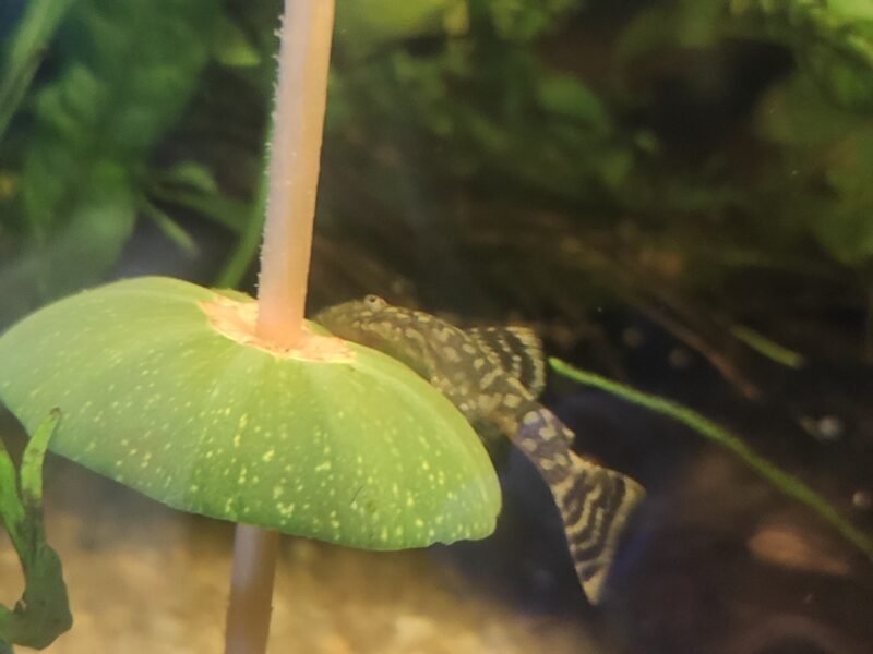 Ancitrus