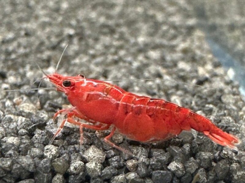 Néocardina