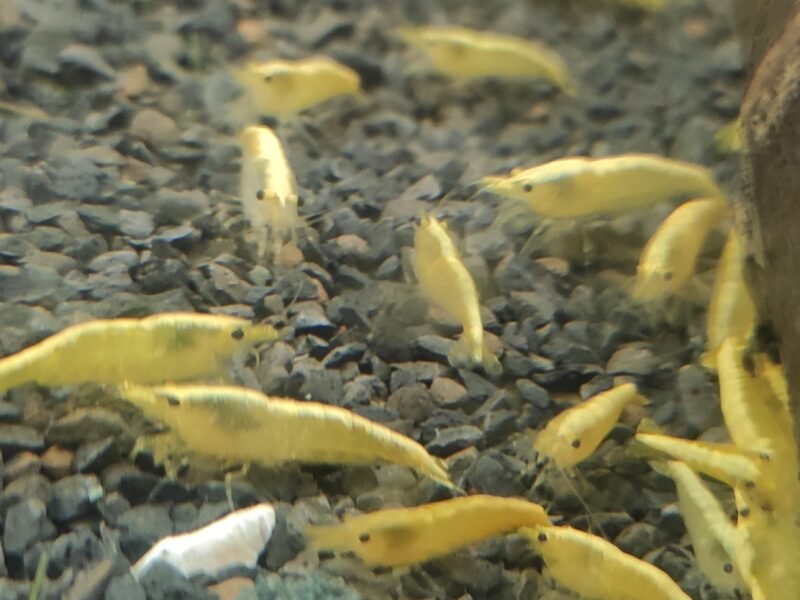 Néocardina