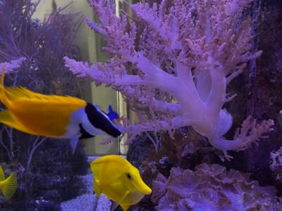 Chirurgien jaune