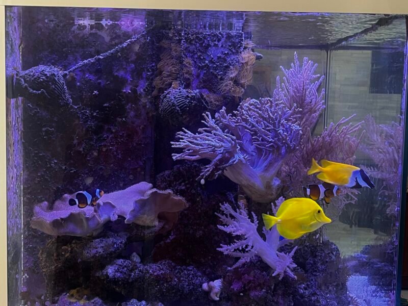 Chirurgien jaune