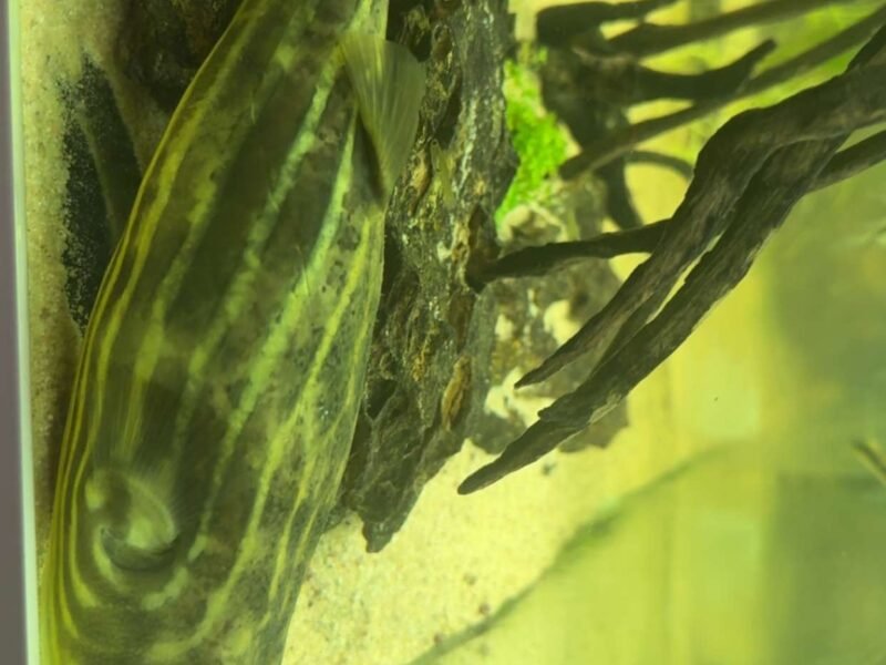 Tetraodon Lineatus adulte 25 cm