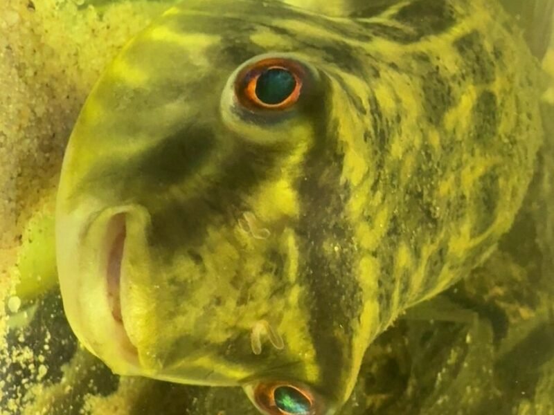 Tetraodon Lineatus adulte 25 cm