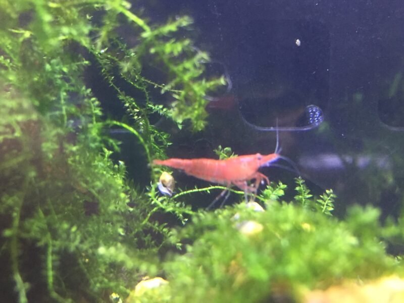 Crevettes Neocaridina Davidi Red Sakura (Sakura Red)