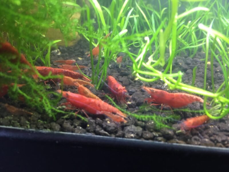 Crevettes Neocaridina Davidi Red Sakura (Sakura Red)