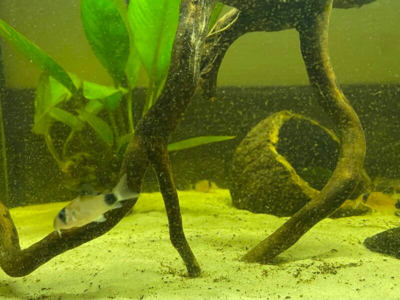 DONS - Poissons Crevettes
